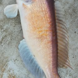 巨アマにレンコ爆