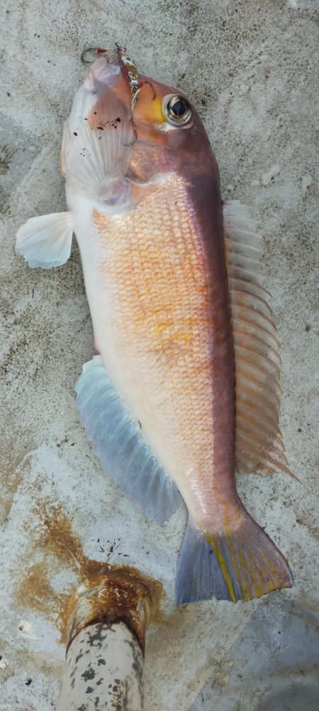 巨アマにレンコ爆