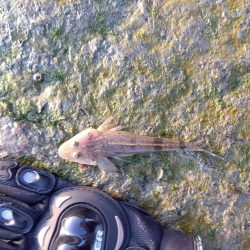 1月　ようやく釣れた