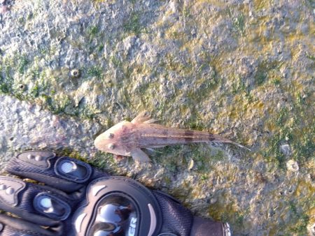 1月　ようやく釣れた