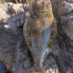 釣り初めでヒラメ5枚