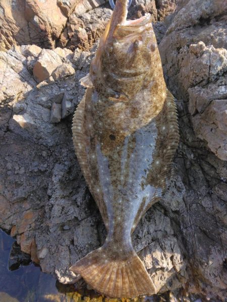 釣り初めでヒラメ5枚