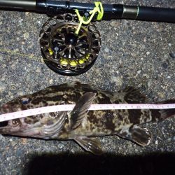 2023/01/02 南港ヘチ落とし込み釣り釣行