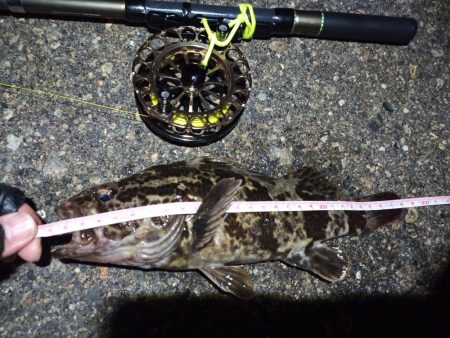 2023/01/02 南港ヘチ落とし込み釣り釣行