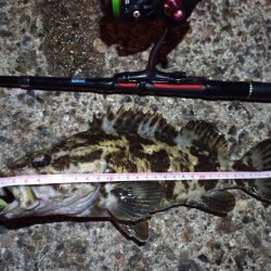 2023/01/03 南港ライトゲーム釣行