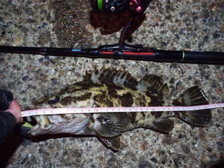 2023/01/03 南港ライトゲーム釣行