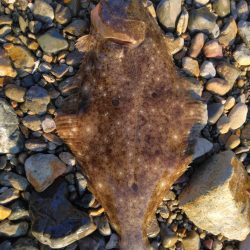 ヒラメとシーバス