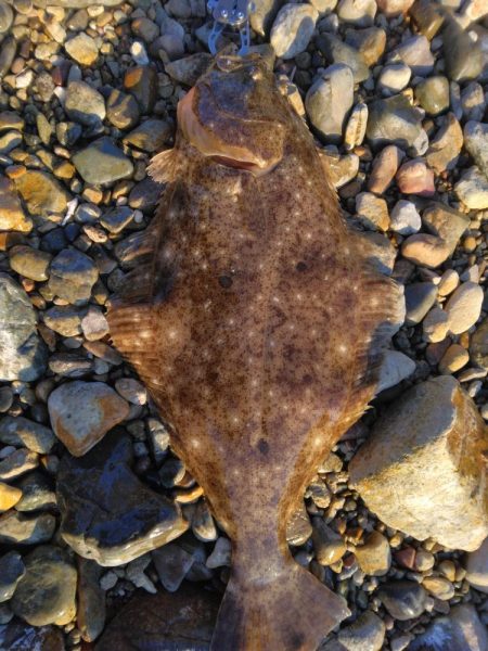 ヒラメとシーバス