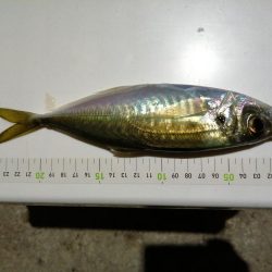 風裏アジ釣り