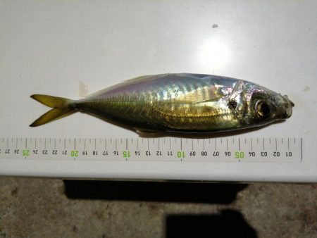 風裏アジ釣り