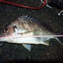 2023/01/07 南港ヘチ釣り釣行