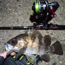 2023/01/08 南港ライトゲーム釣行