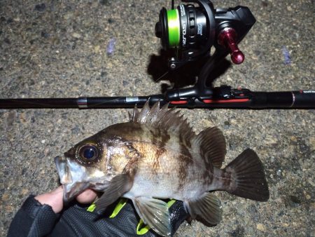 2023/01/08 南港ライトゲーム釣行