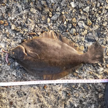 念願のカレイゲットー！