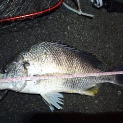 2023/01/09 南港ヘチ釣り釣行