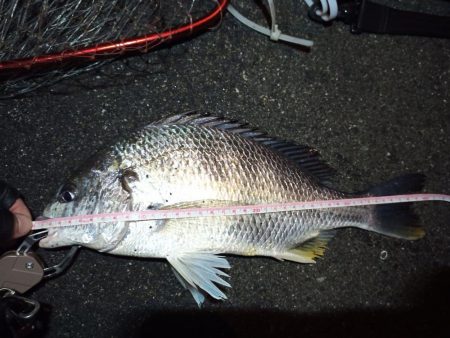 2023/01/09 南港ヘチ釣り釣行