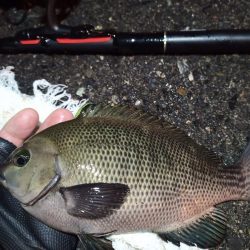 2023/01/10 南港ライトゲーム釣行