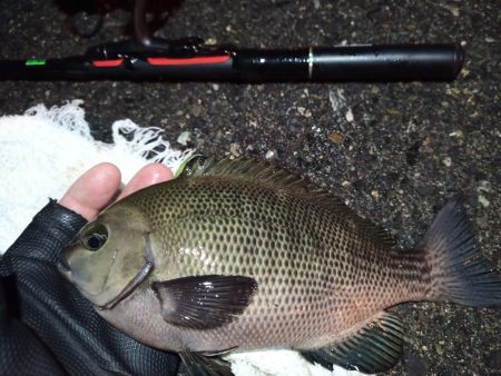 2023/01/10 南港ライトゲーム釣行…