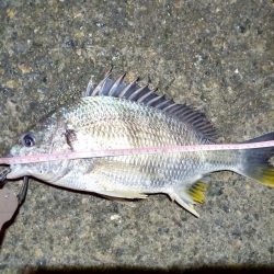 2023/01/12 南港ヘチ釣り釣行