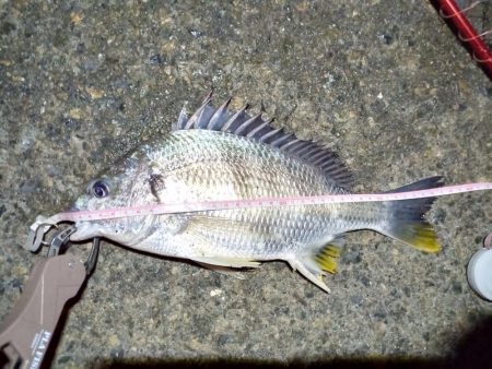 2023/01/12 南港ヘチ釣り釣行