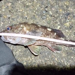 2023/01/13 南港ライトゲーム釣行