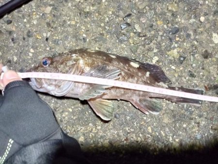 2023/01/13 南港ライトゲーム釣行…