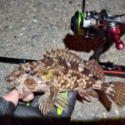 2023/01/19 南港ライトゲーム釣行