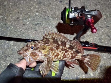 2023/01/19 南港ライトゲーム釣行