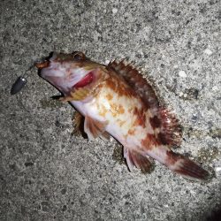 底質調査でガシラ