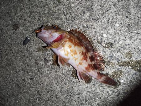 底質調査でガシラ