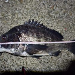 2023/01/21 南港ヘチ釣り釣行