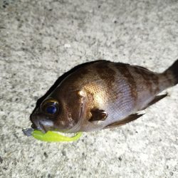 今季初メバル！