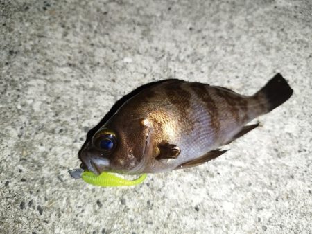 今季初メバル！