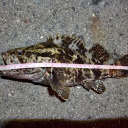 2023/01/23 南港ライトゲーム釣行