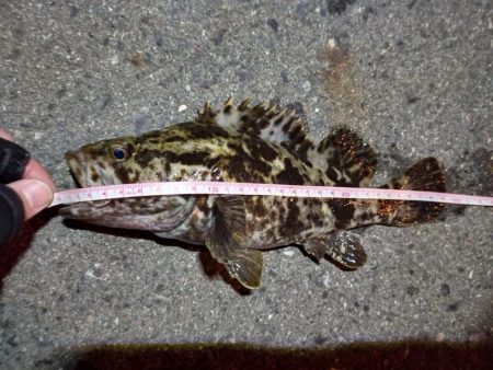 2023/01/23 南港ライトゲーム釣行…