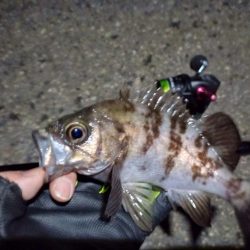 2023/01/24 南港ライトゲーム釣行