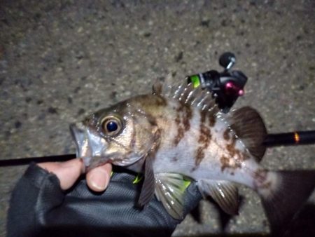 2023/01/24 南港ライトゲーム釣行