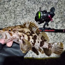 2023/01/28 兵庫県須磨釣行