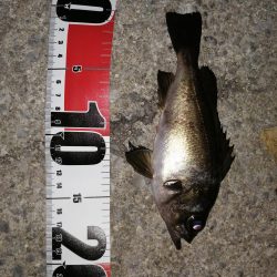 メバルだけですが