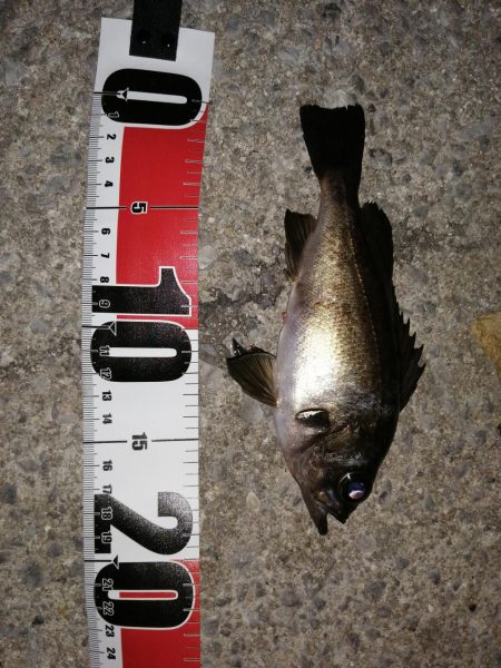 メバルだけですが