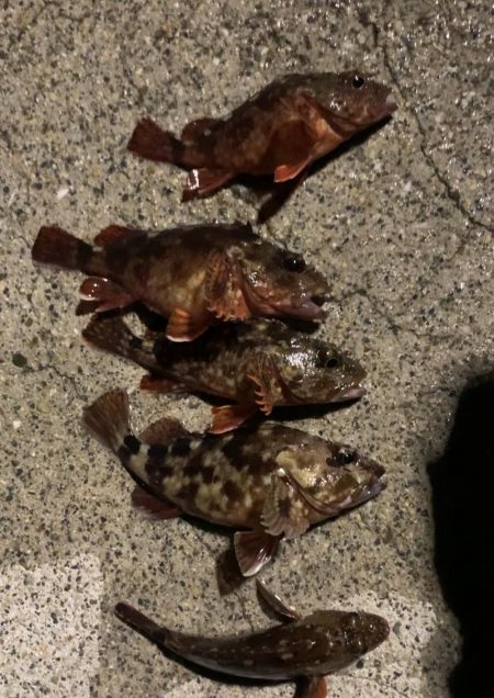 観光ホテルで根魚