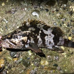 根魚（ガシラ）