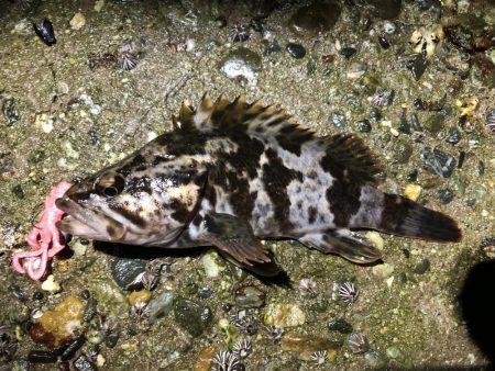 根魚（ガシラ）