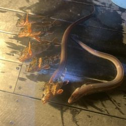 アナゴ釣り（ホテルニューアワジ系列夢泉景別荘　天原）