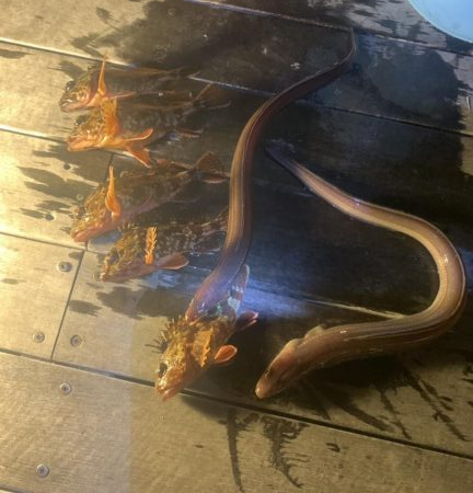 アナゴ釣り（ホテルニューアワジ系列夢泉景別…