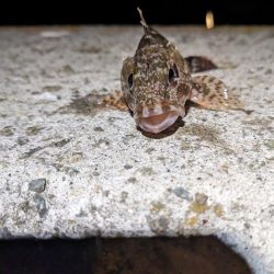 2023アジング？初釣り