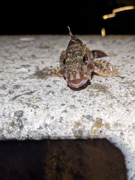 2023アジング？初釣り