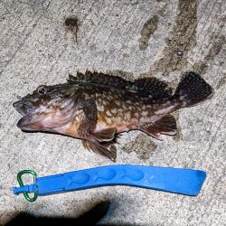 アジ時々ガシラ