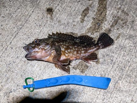 アジ時々ガシラ