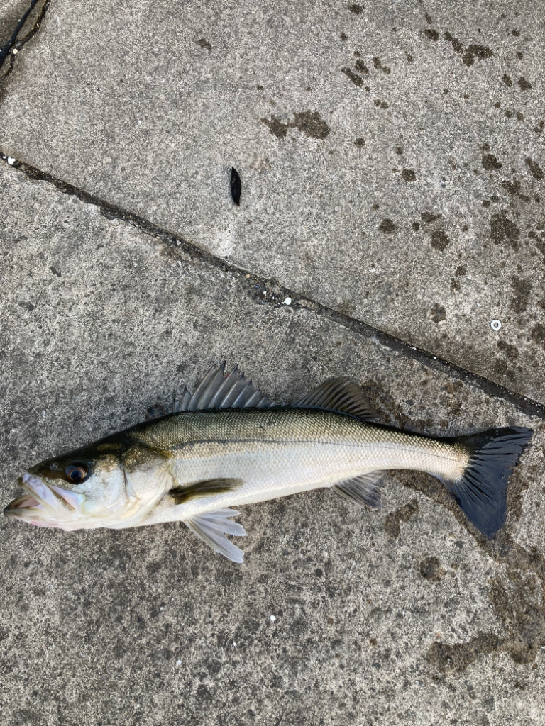 ハネ釣れました!